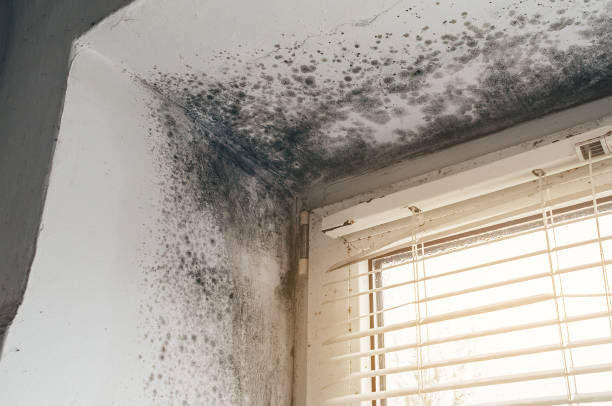 Affordable Crawl Space Mold Remediation solutions in Garrett, WA